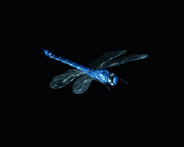 Genau wie das natürliche Vorbild einer Libelle kann der BionicOpter von Festo in alle Raumrichtungen fliegen und dabei komplizierteste Flugmanöver ausführen. 