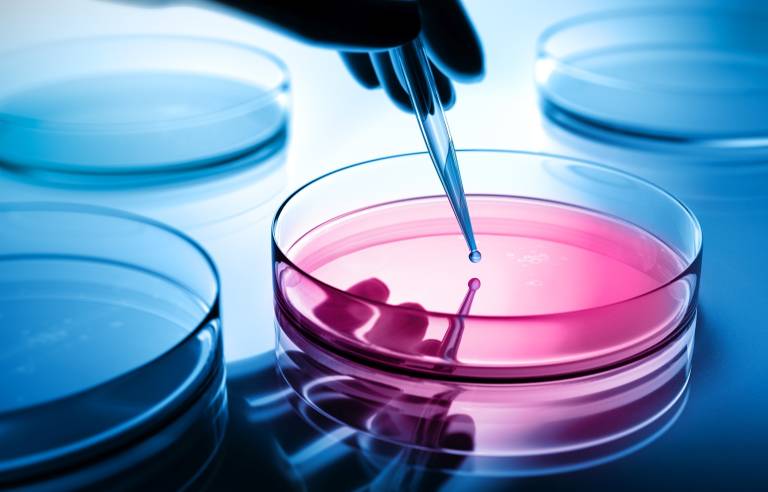 Vor der klinischen Testphase am Menschen stehen umfangreiche Labortests. Da Medikamente überwiegend in den Körperzellen wirken, können Zellkulturen stellvertretend das „Ausprobieren“ der Arznei übernehmen. (Bild: www.istock.com / peterschreiber.media) 